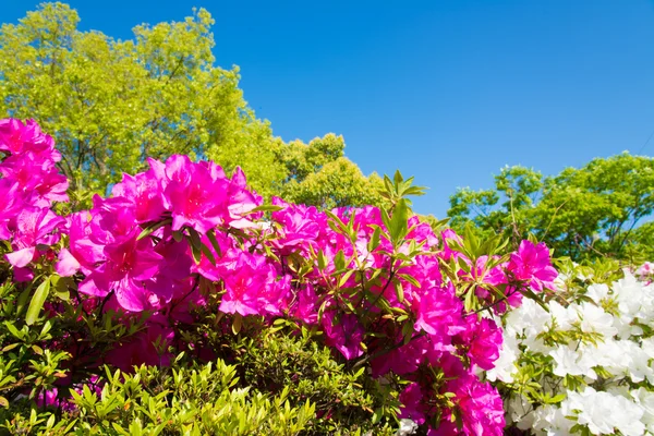 Blauer Himmel und Azaleen — Stockfoto