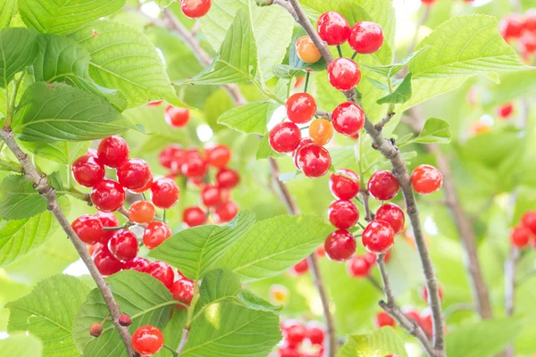 Cherrys — Stock Photo, Image