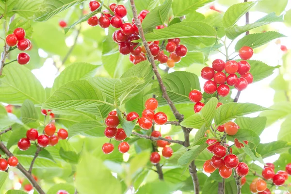 Cerezas maduras en el árbol —  Fotos de Stock