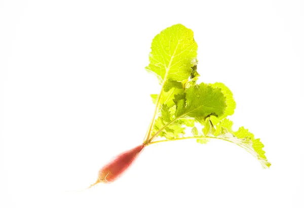 Radish — Stock Photo, Image