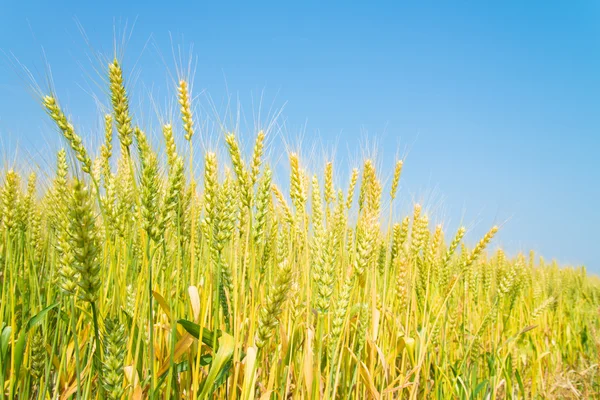 Wheat field — Stock Photo, Image