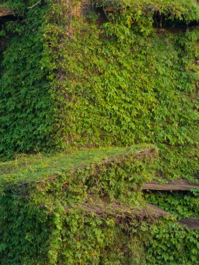 Sarmaşıkla kaplı ev