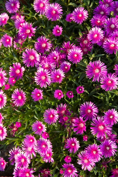 Flores de margarita — Foto de Stock