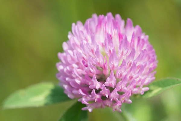 Flower of red clover — Stock Photo, Image