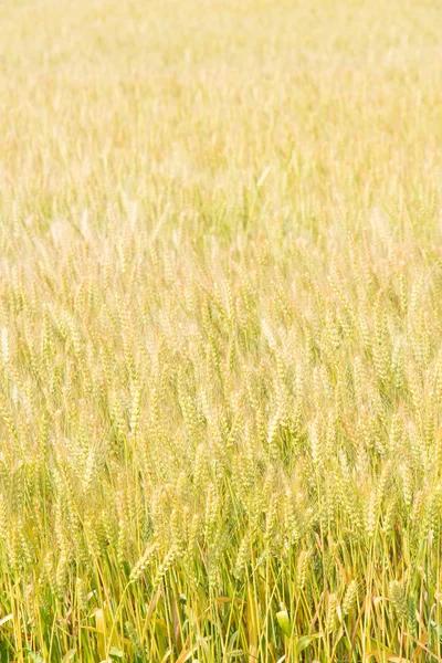 Weizenfeld — Stockfoto