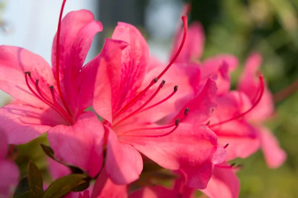 Azalea roze — Stockfoto