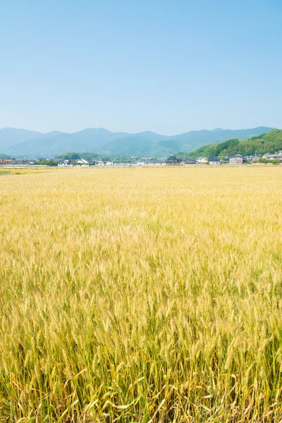 Wheat field — Stock Photo, Image