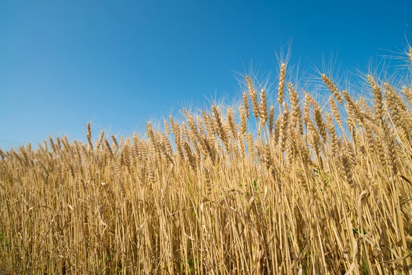 Tarweveld — Stockfoto