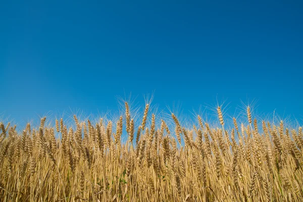 Wheat field — Stock Photo, Image