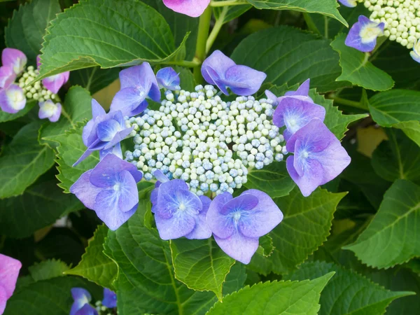 Hydrangea flower — Stock Photo, Image