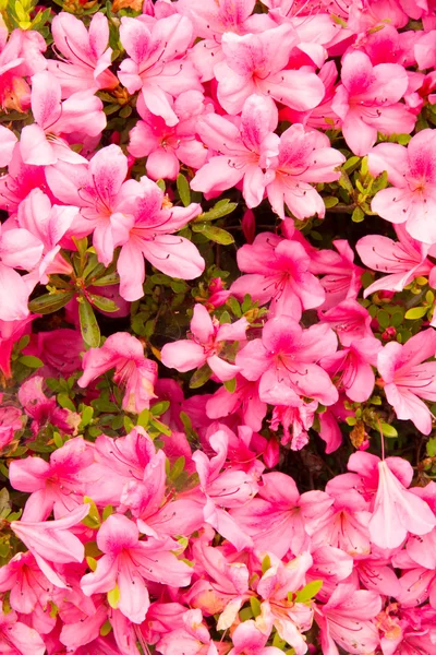 Blomma av azalea rosa — Stockfoto