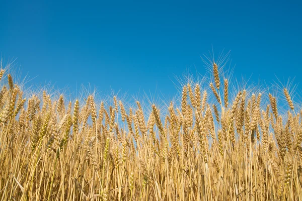 Wheat field — Stock Photo, Image