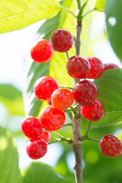 Cherrys ripe on the tree — Stock Photo, Image