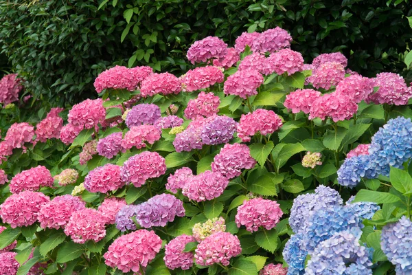 Hortensia bloemen — Stockfoto