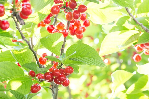 Cherrys ripe on the tree — Stock Photo, Image