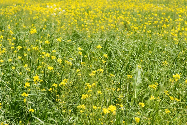 Grasland verkrachting zijn in bloei — Stockfoto