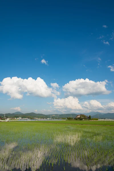 水田と夏の空 — ストック写真