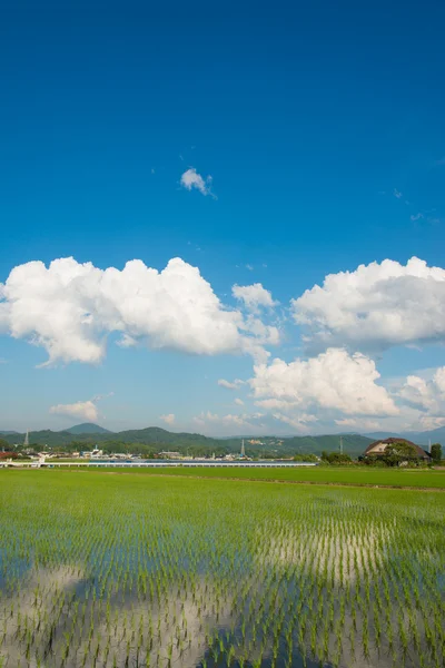 Paddy et ciel d'été — Photo