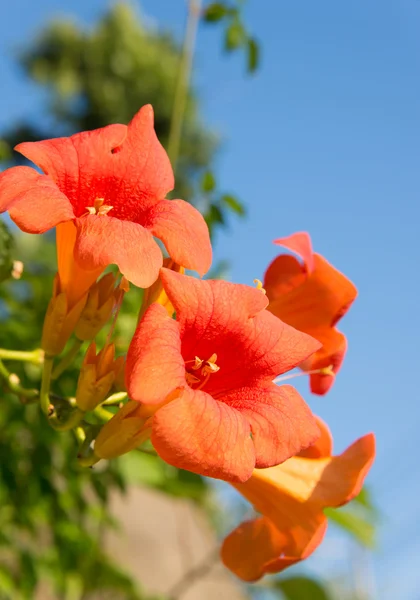 Flower of trumpet creeper — Stock Photo, Image