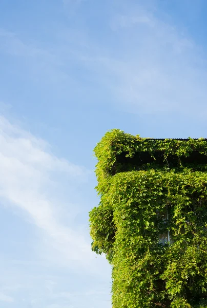 House that has tangled with ivy — Stock Photo, Image