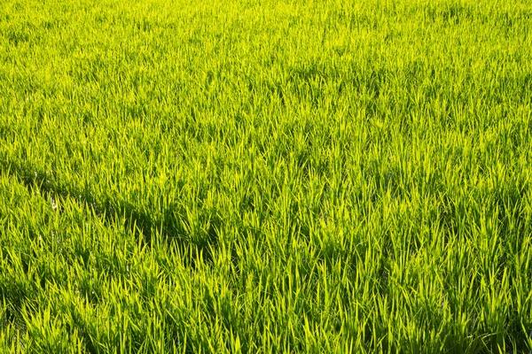 Arrozal de arroz plantación más tarde — Foto de Stock
