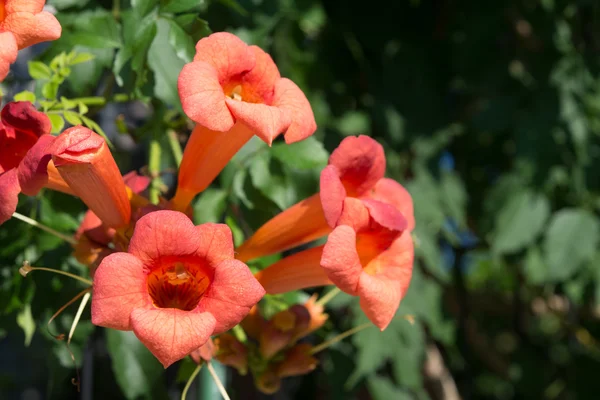 Bloemen voor trompet klimplant — Stockfoto