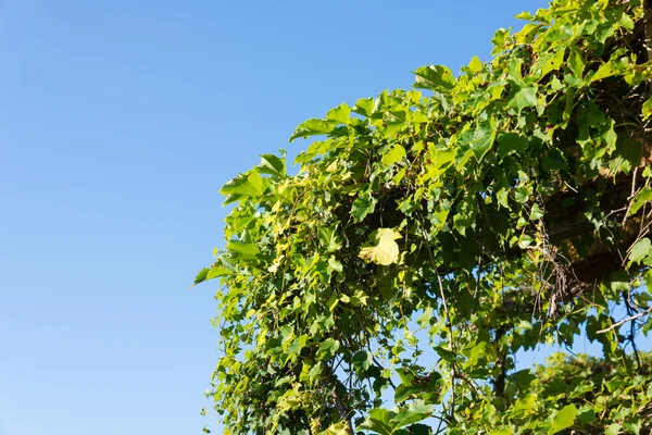 Błękitne niebo i liści bluszczu — Zdjęcie stockowe