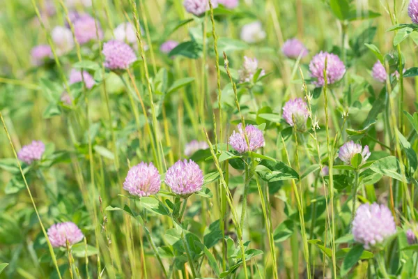 Flower of red clover — Stock Photo, Image
