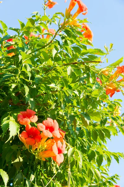 Fiori di tromba rampicante — Foto Stock