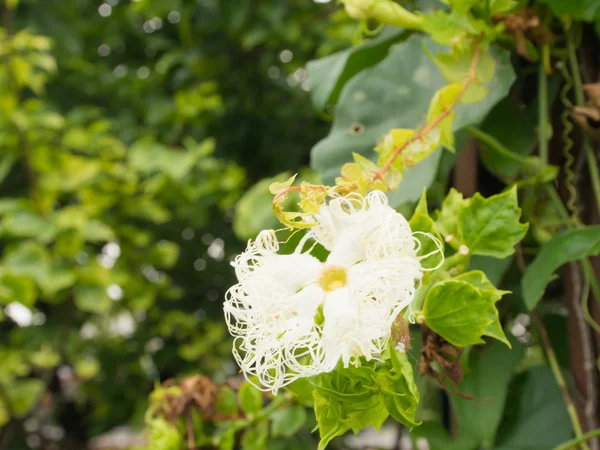 Flower of snake gourd — Stock Photo, Image