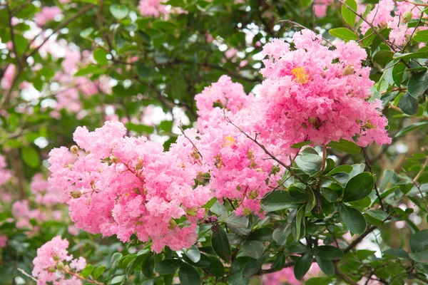 Flor de murta de crape — Fotografia de Stock