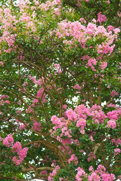 Flower of crape myrtle — Stock Photo, Image