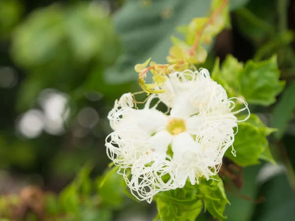 Flower of snake gourd — Stock Photo, Image