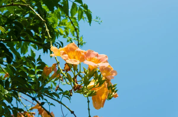 Flores de trepadeira de trompete — Fotografia de Stock