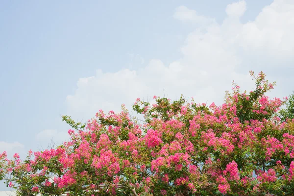 Цветок крапивного мирта — стоковое фото