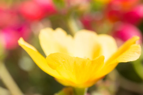 Fiore giallo — Foto Stock