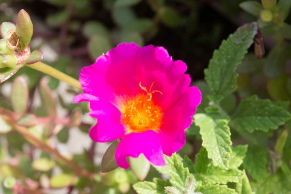 Różowy kwiat — Zdjęcie stockowe