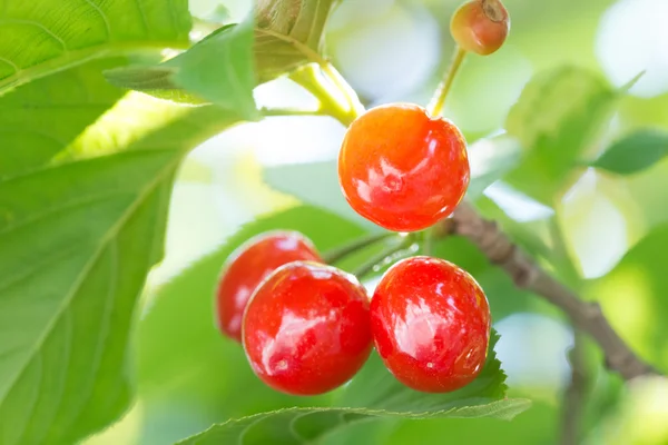 Cherrys. — Fotografia de Stock