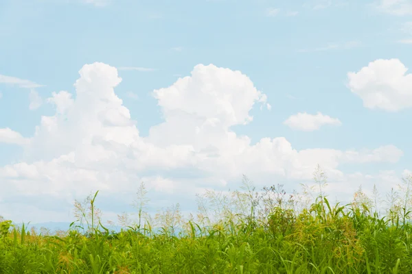 Wiese mit Sommerhimmel — Stockfoto