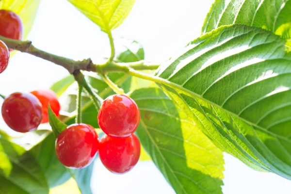 Cherrys maduro na árvore — Fotografia de Stock