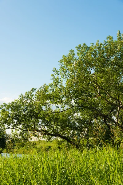 Bomen en gras van de riverside — Stockfoto