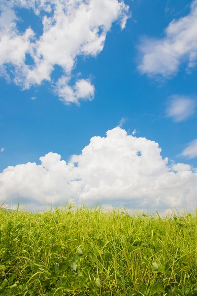 Weiland met zomer hemel — Stockfoto