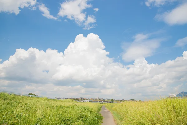 夏の空の牧草地 — ストック写真