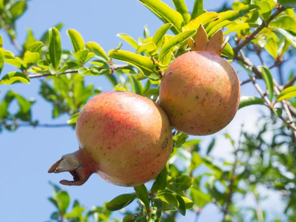 Fruta de la granada —  Fotos de Stock