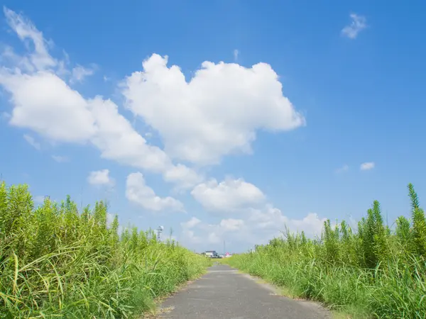 Meadow with summer sky — Stock Photo, Image