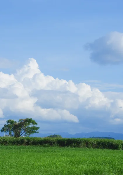 Çayır ile yaz gök — Stok fotoğraf