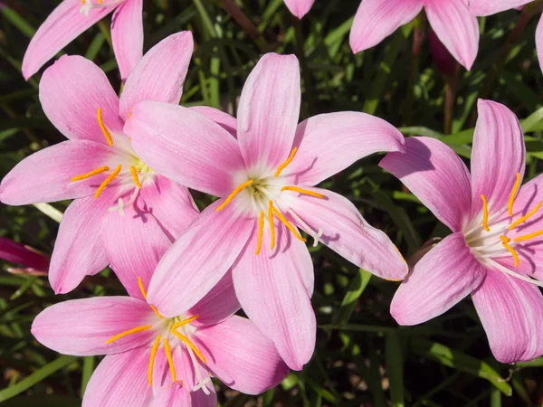 Bloem van zephyranthes — Stockfoto