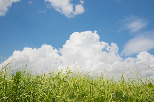 Meadow with summer sky — Stock Photo, Image