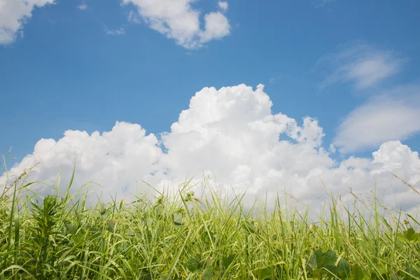 Äng med sommarhimmel — Stockfoto