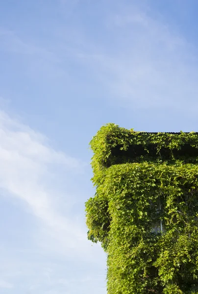 House covered in ivy — Stock Photo, Image